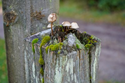 rotting post with fungus